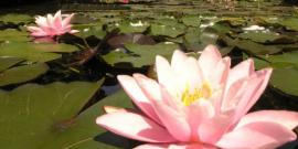 Teichpflanzen im Park