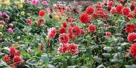 Sommerblumen im Park