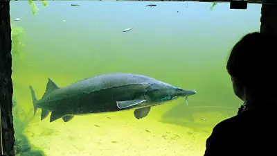 Fische ganz nah erleben