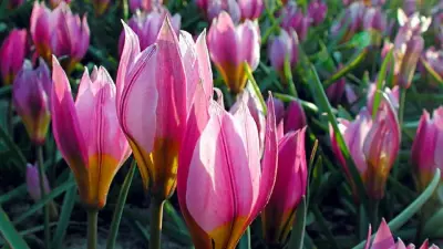 Wild- und Gartentulpen