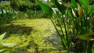 Algen: Entstehung und Vermeidung