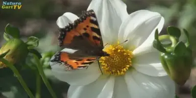 NaturaGart Nachrichten 11.09.2013