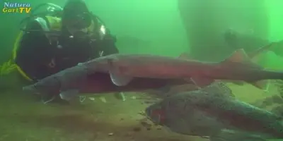 NaturaGart Nachrichten 13.12.2013