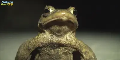 NaturaGart Nachrichten 25.03.2014