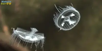 NaturaGart Nachrichten 06.08.2014