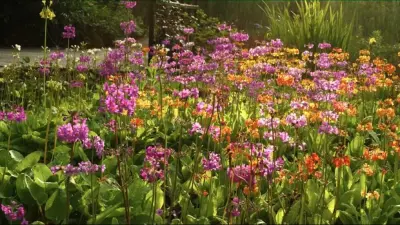 Teichsanierung 3: Pflanzen, Ufer