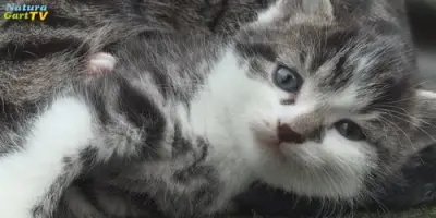 NaturaGart Nachrichten 27.11.2014