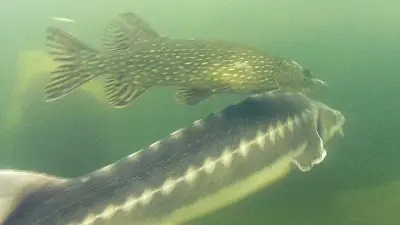 NaturaGart Nachrichten 12.05.2015