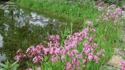 Der pflegeleichte Teich