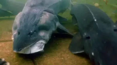 NaturaGart Nachrichten 20.06.2015