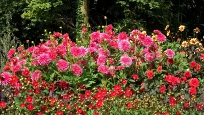 NaturaGart Nachrichten 21.08.2015