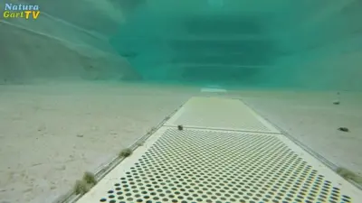 Der einfachste Weg zu klarem Wasser im Teich