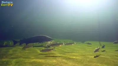 Ideale Schwimm-, Fisch- und Naturteiche