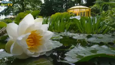 NaturaGart Nachrichten 06.7.2016