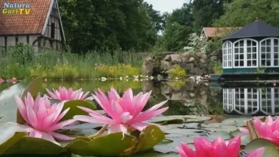 Pflegeleichte Seerosen-Sorten