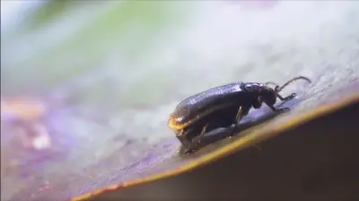 Schaden durch Seerosenblattkäfer