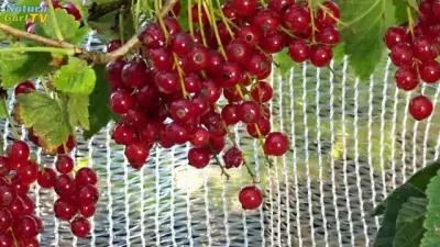 NaturaGart Nachrichten 27.7.2016