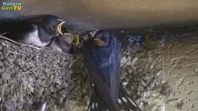 NaturaGart-Nachrichten 24.8.2016