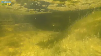 Lösungen für das Algenproblem