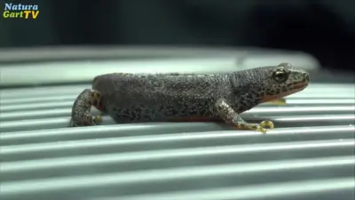 Sicherheit für die Teichbewohner