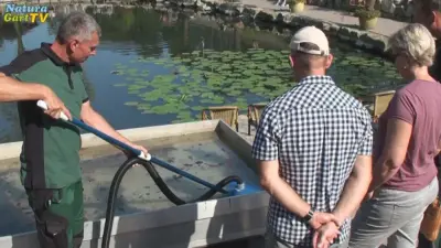 Ideale Teiche: richtige Pflege