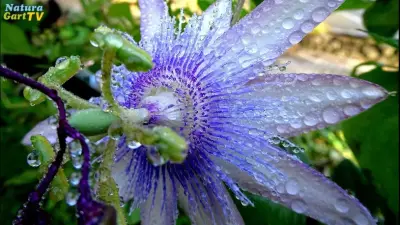 NaturaGart-Nachrichten 02.11.2016