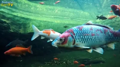 Kurz-Info Fischteiche