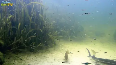 Wasserwerte im Gartenteich