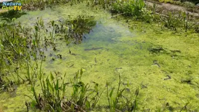Algen im Teich