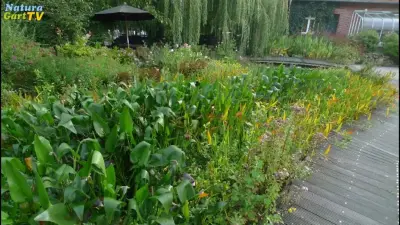 So verbessern Sie die Wasserqualität von Gartenteichen
