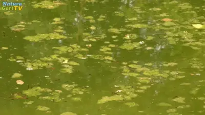 So vermeidet man Teich-Probleme