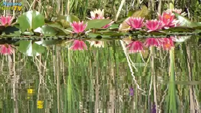 NaturaGart Nachrichten 7.6. 2017