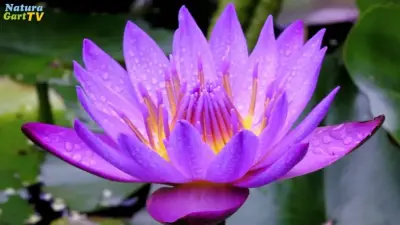 NaturaGart Nachrichten 28.6.2017