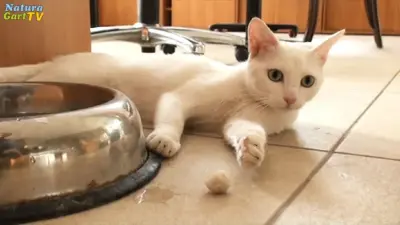 Marie, die wasserscheue Katze