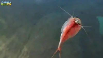 NaturaGart Nachrichten 27.9.2017