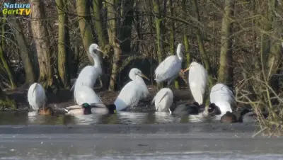 NaturaGart Nachrichten 14.3.2018