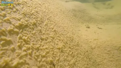 Erste Schritte zur Teich-Sanierung