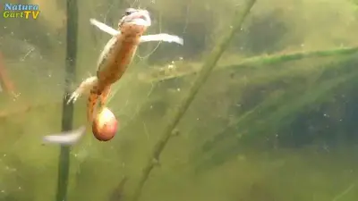 NaturaGart Nachrichten 9.5.2018