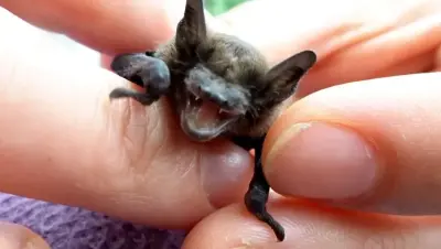 NaturaGart Nachrichten 11.7.2018