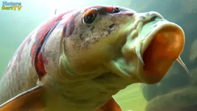 Teiche bei extremer Hitze