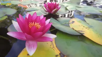 NaturaGart Nachrichten 8.8.2018