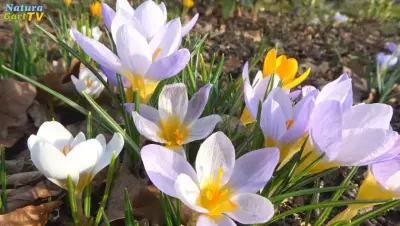 NaturaGart Nachrichten 21.2.2019