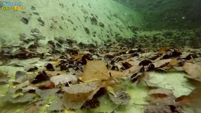 Frühling am Teich - Laub entfernen