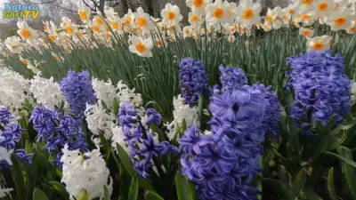 Frühlingsblüte im NaturaGart-Park 2019