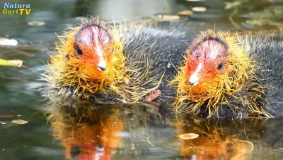 NaturaGart Nachrichten 8.5.2019