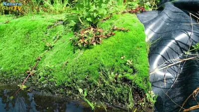 Ufermatte für den perfekten Teichrand