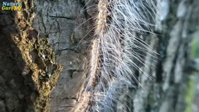 Eichen-Prozessionsspinner