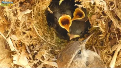 NaturaGart Nachrichten 15.8.2019