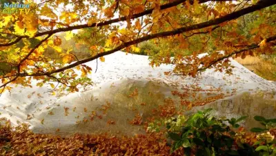 NaturaGart Nachrichten 5.9.2019