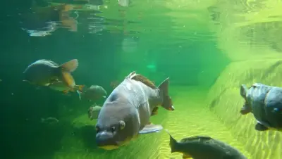 NaturaGart Nachrichten 8.10.2019